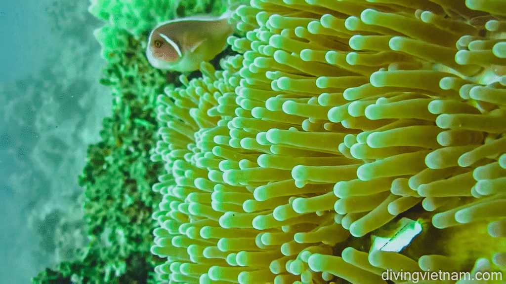 Colorful coral with fish swimming nearby